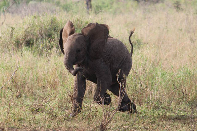 adorable-baby-elephant-6.jpeg