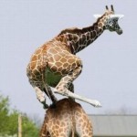 Zıplayan Zürafa