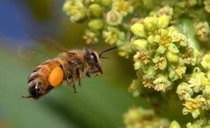 Arıların gençlik aşısı
