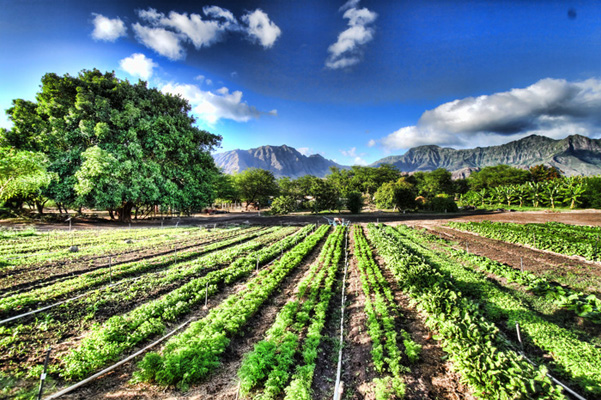 Organik tarım hakkındaki en büyük efsane: Organik ürünler ne kadar sağlıklı?
