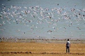 Erçek Gölü'ndeki kuşlara özgürlük