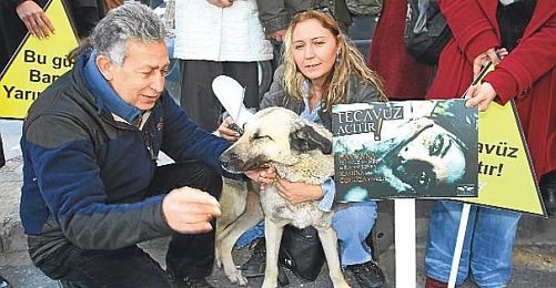 Sokak Köpeği Ayşa'nın hukuk mücadelesi