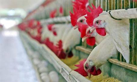 Yeni tehlike: Arsenik ile beslenen tavuklar