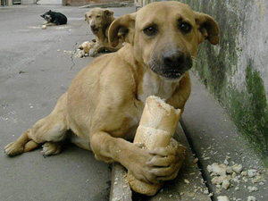 Kırşehir'de sokak köpekleri için bayat ekmek kampanyası